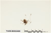 藏品(花葉苔屬)的圖片